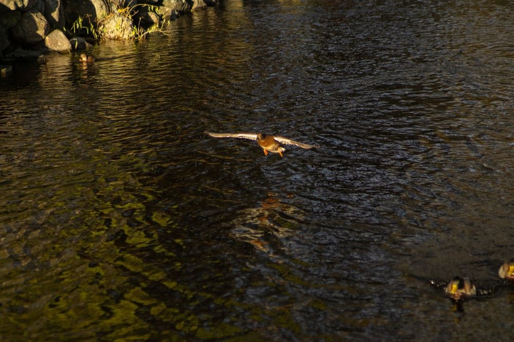 Фотография автора Ольга Малкова