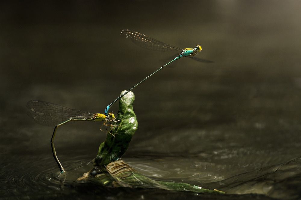 Фотография автора Tran Anh Tuan