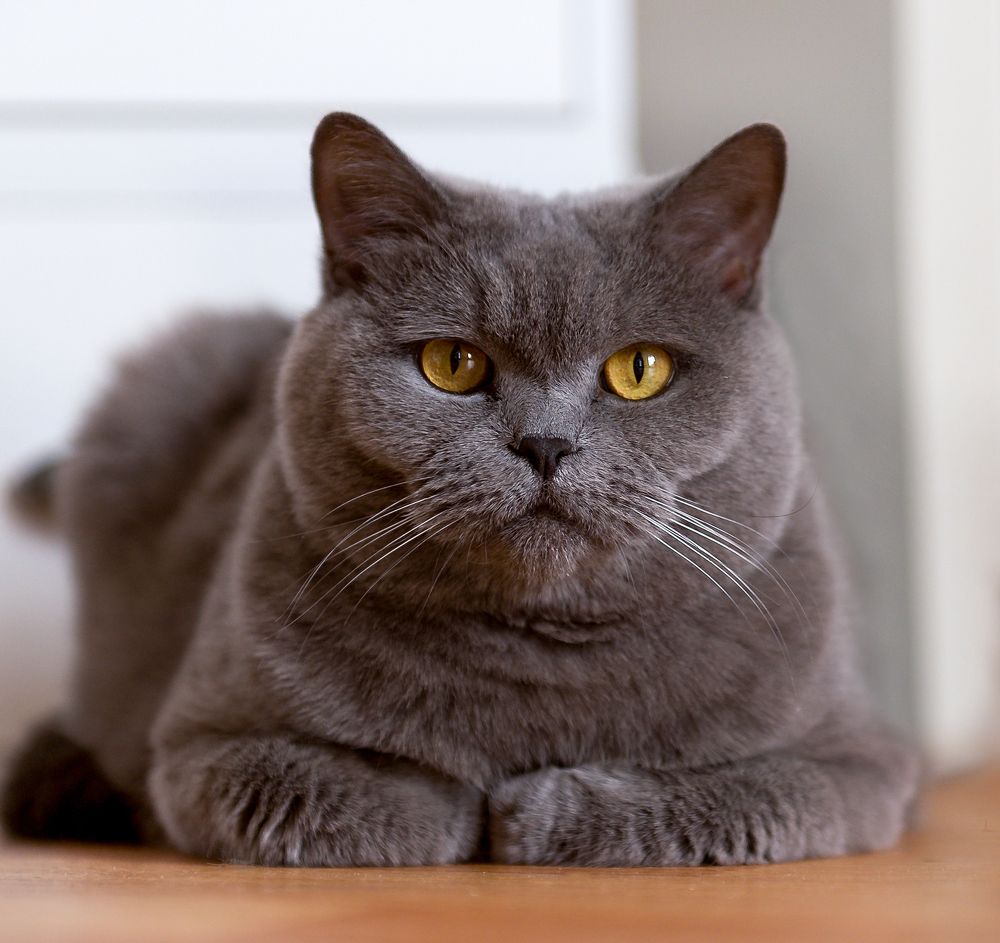 Photograph by Елена Куртеева