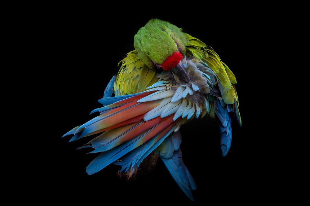 Photograph by Sandra De Bedout