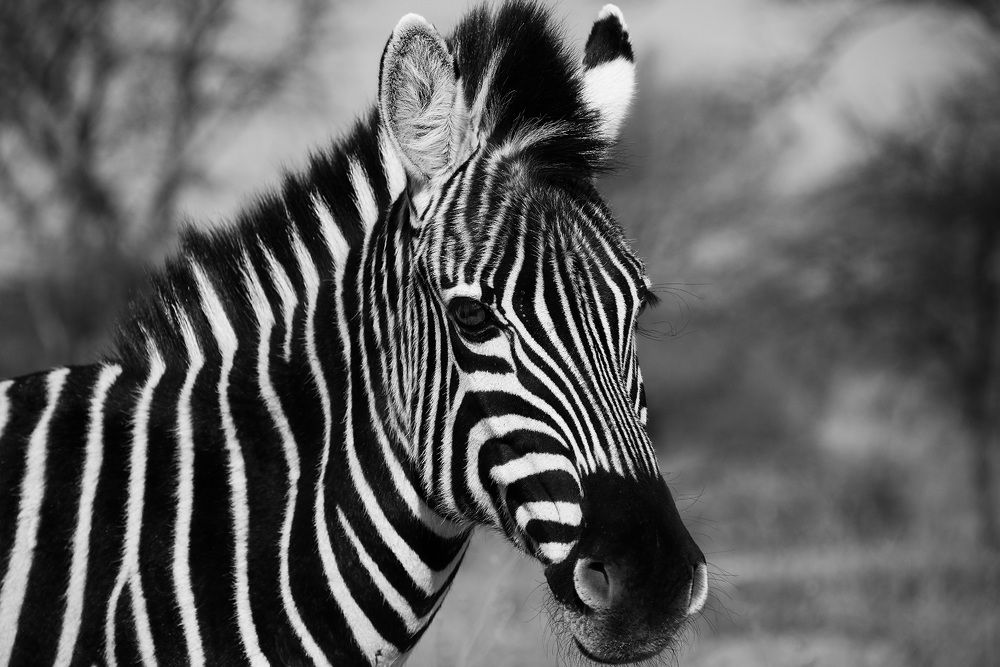 Photograph by Tanja Wolfaardt