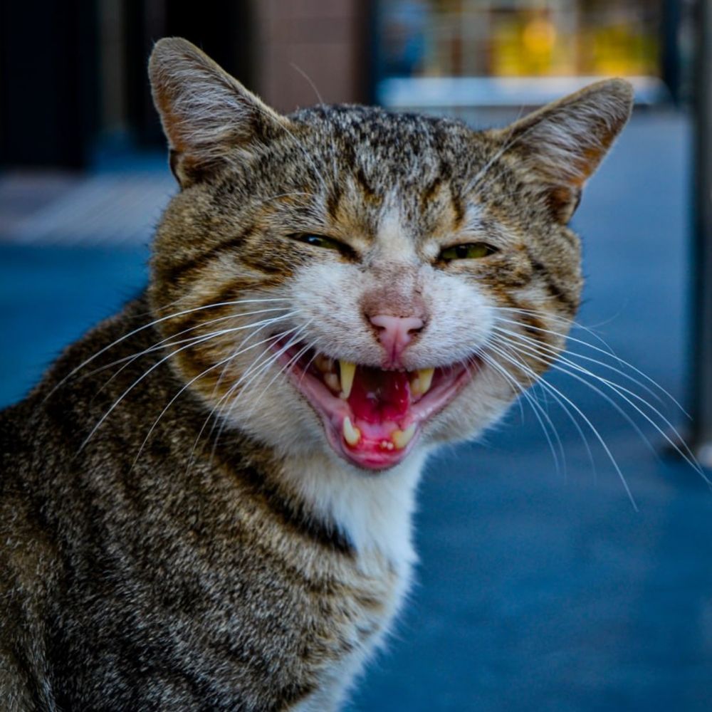 Фотография автора лада