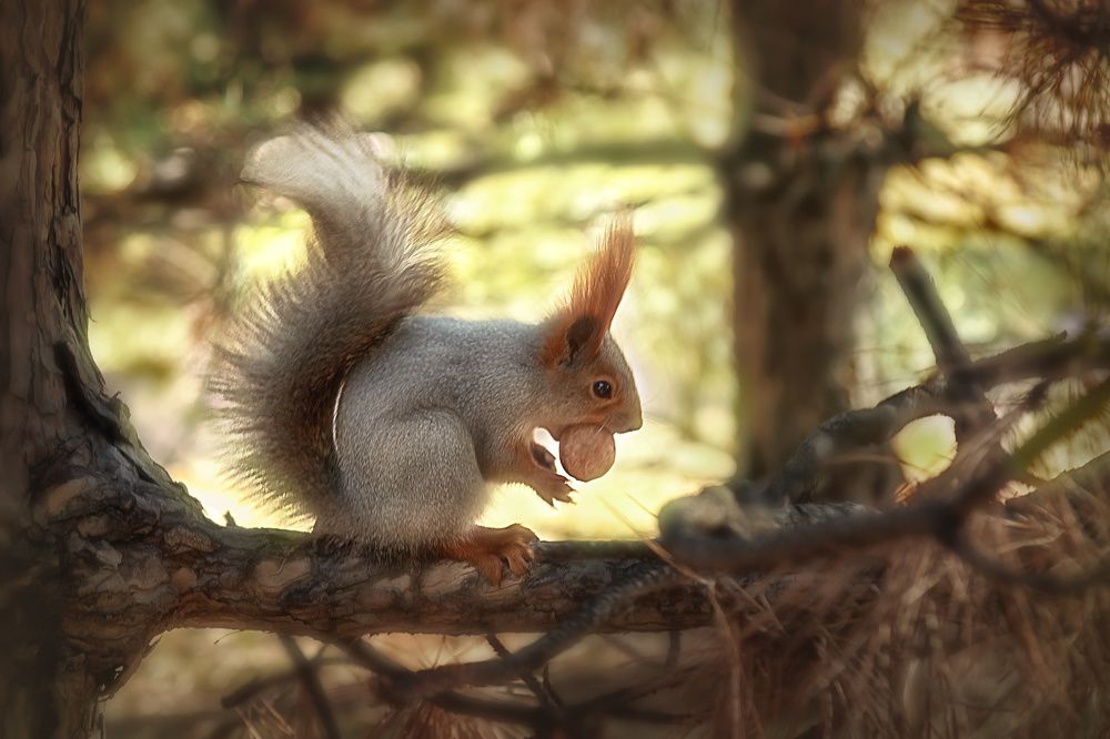 Чем больше орех, тем лучше!!!