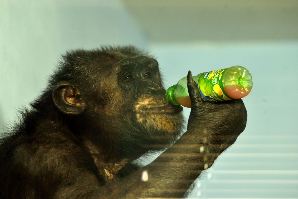 Фотография автора Сергей Чесноков