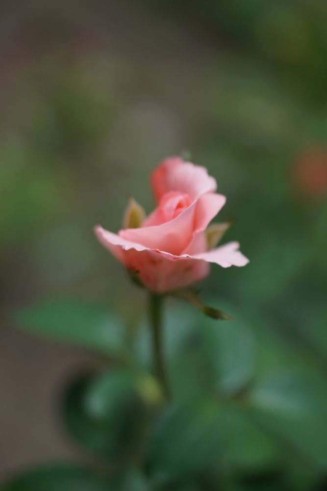 Photograph by Владимир Орлов