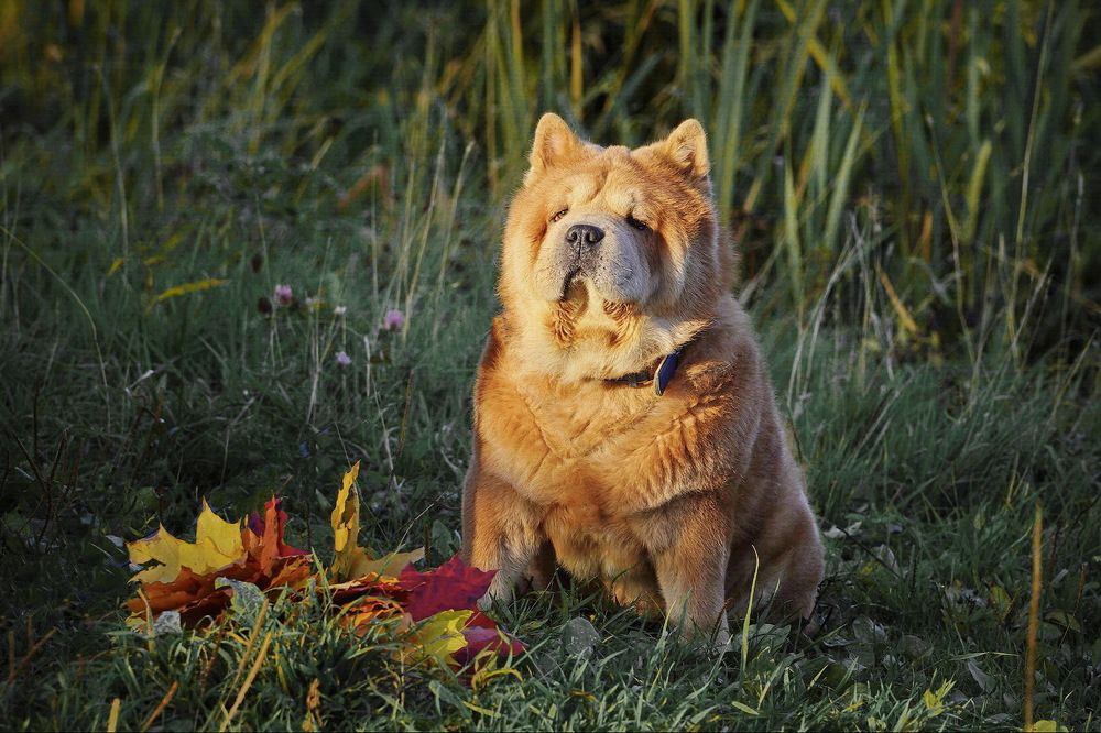 Фотография автора Анатолий Дауров
