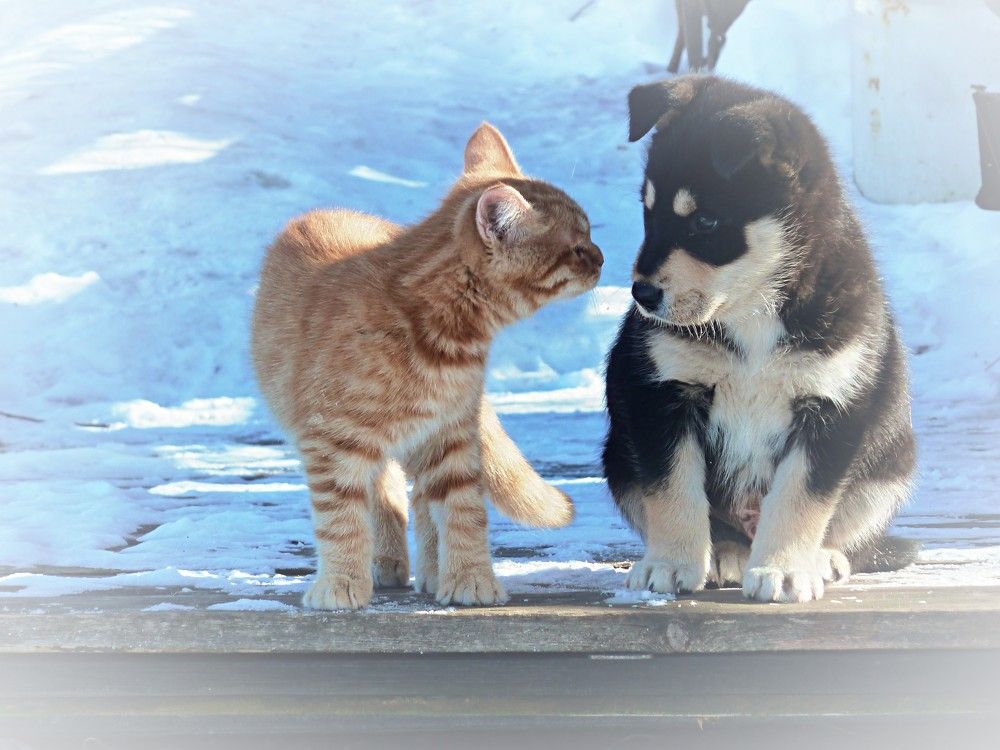 Фотография автора Марина Горбулина