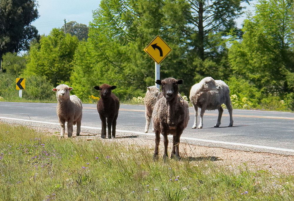 Photograph by Marcelo Luzzi