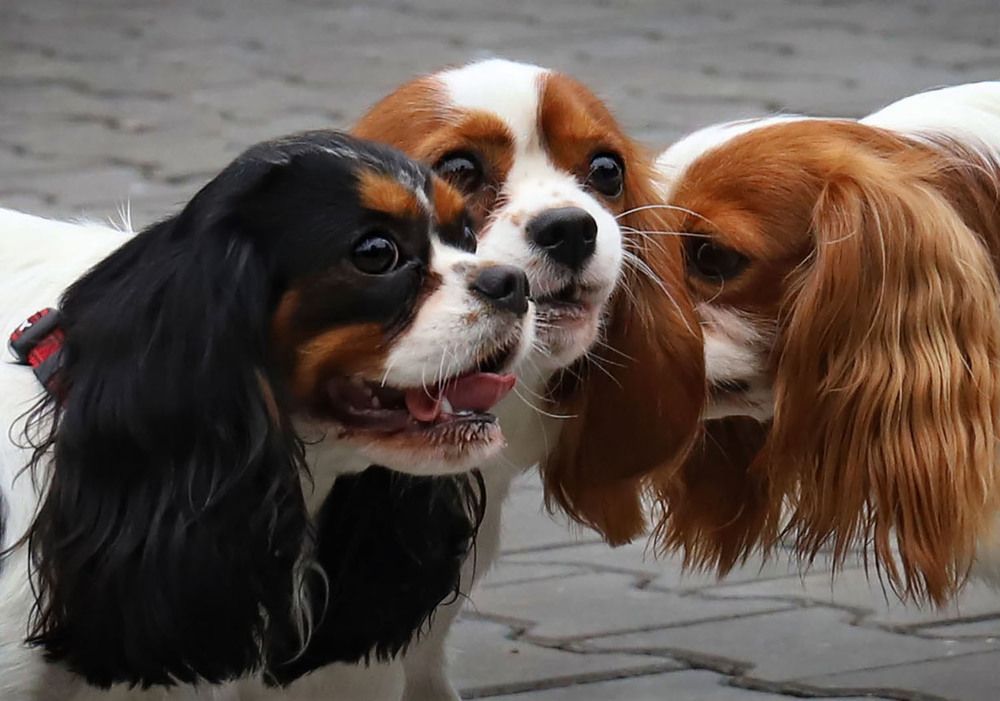 Фотография автора Светлана Бакулина