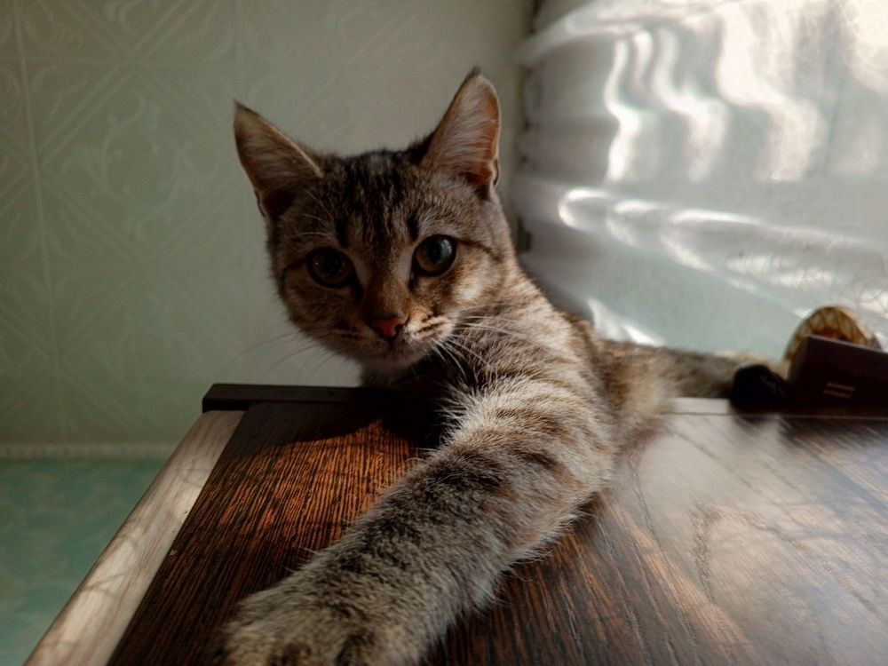 Photo #9793620