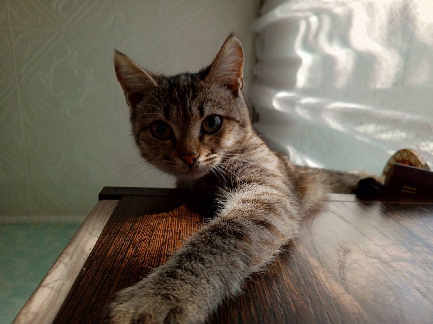 Photo #9793620