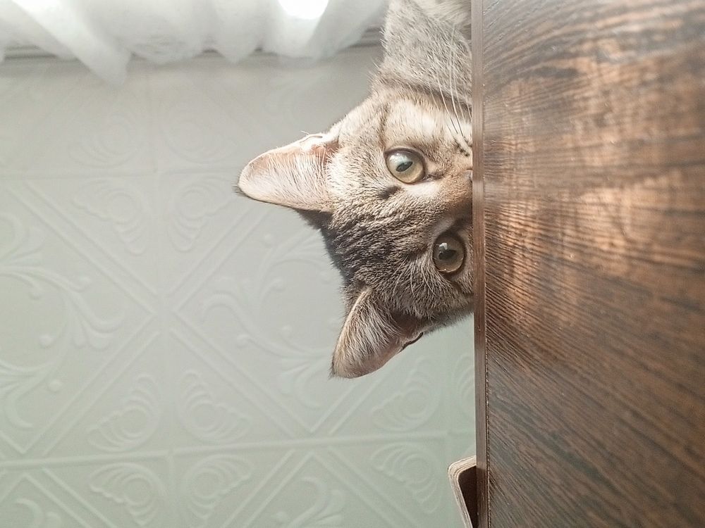 Photo #9793626