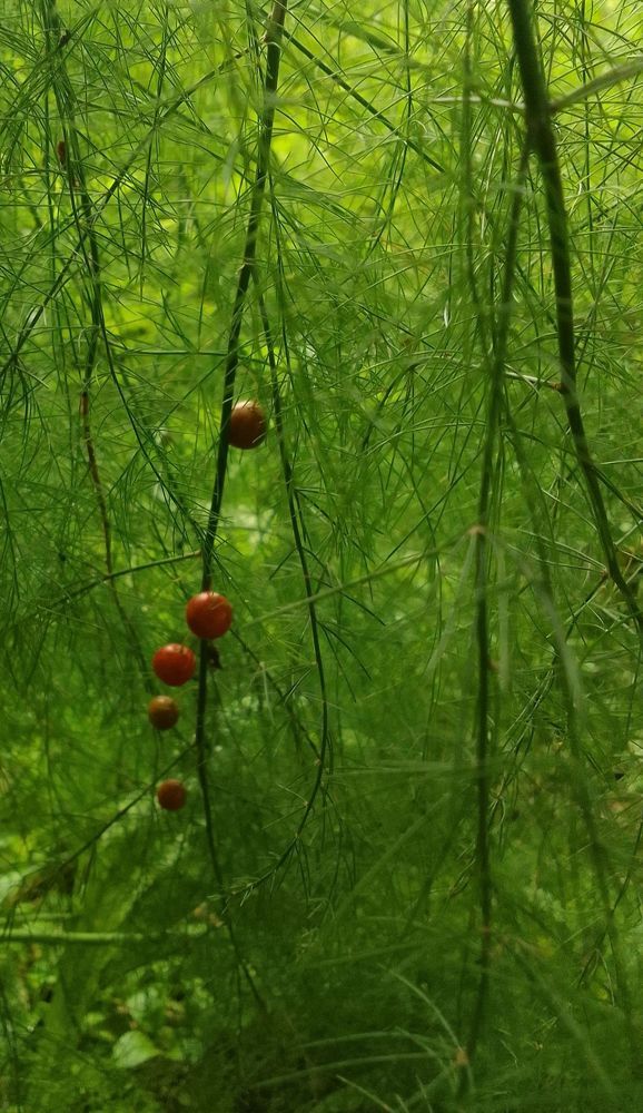 Что за ягоды?