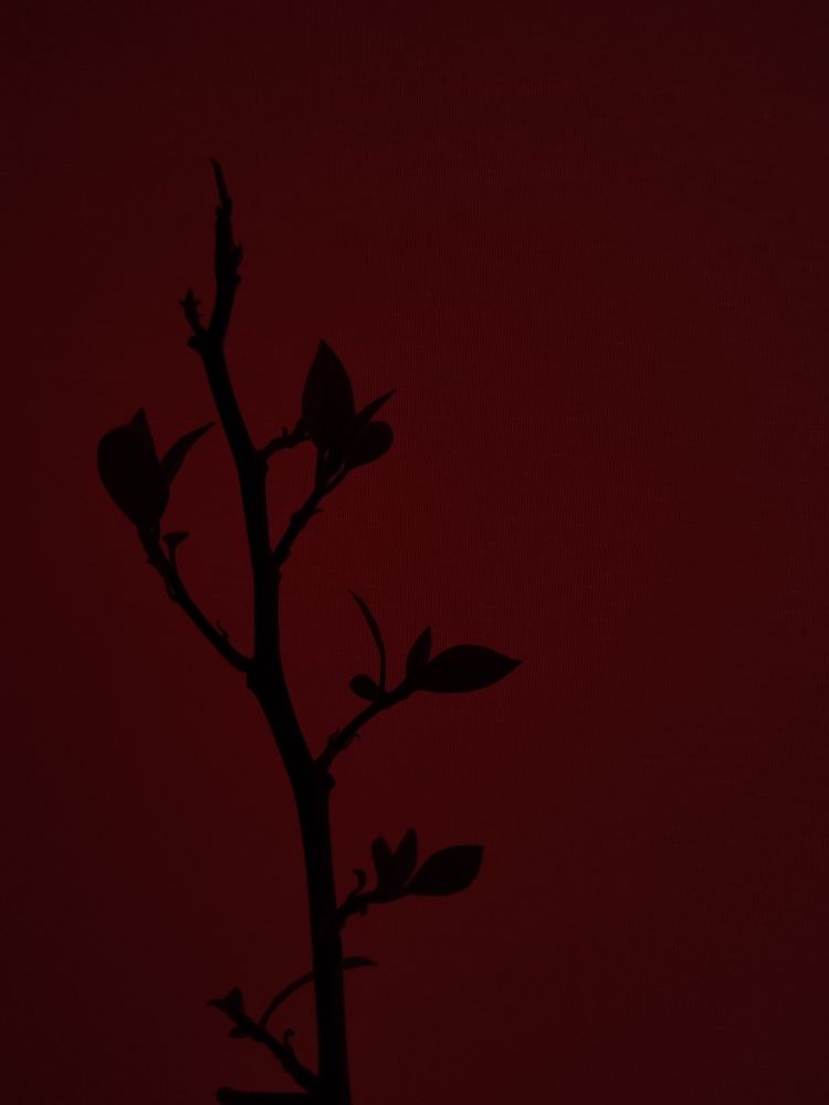 Photograph by Юлия Муртузова