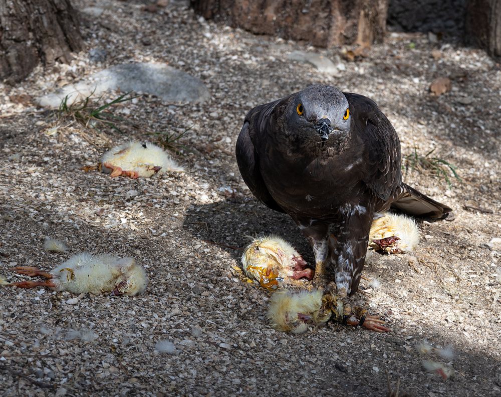 Photograph by Олеся Грекова