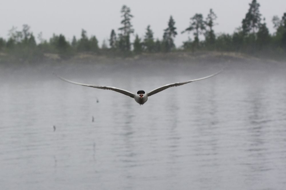 Photograph by Ричард Речицкий