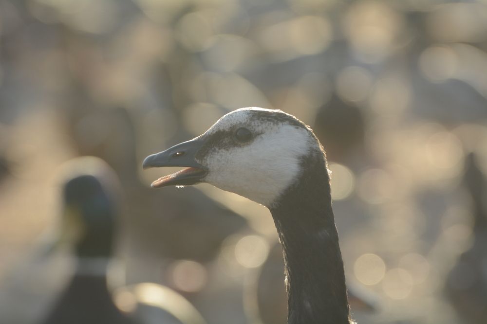 Photograph by Ричард Речицкий