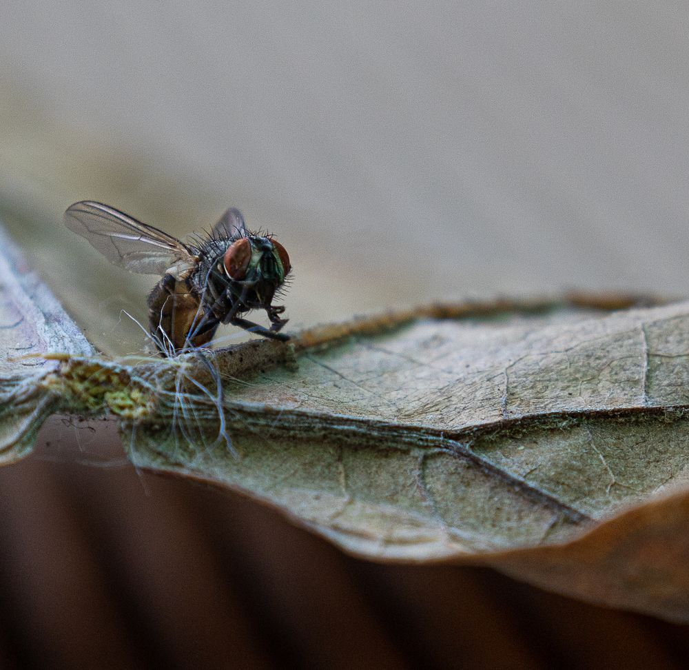 Photograph by Олеся Грекова