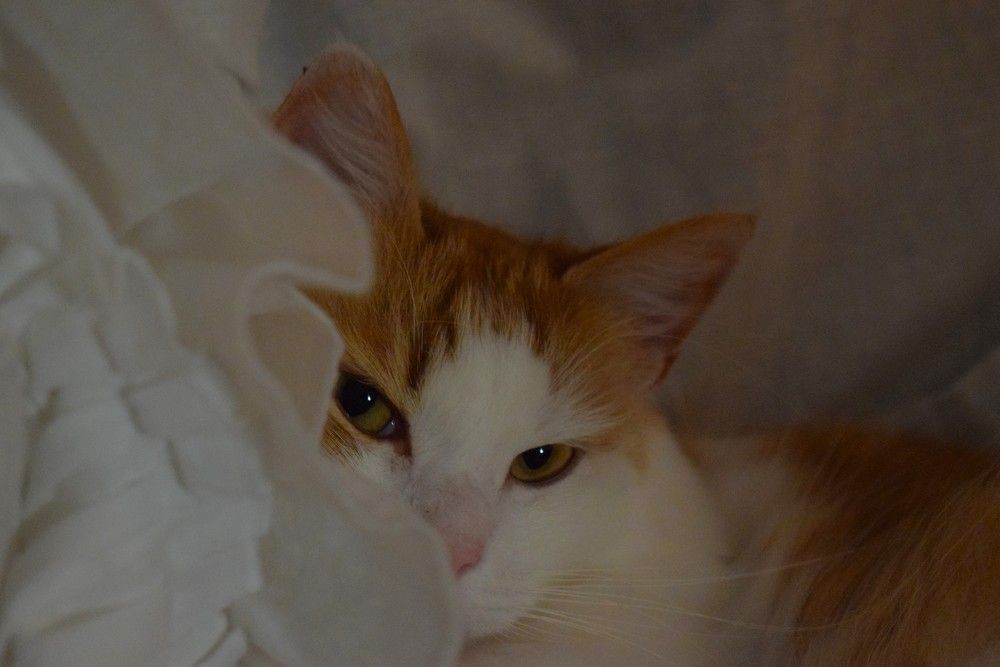 Photograph by Олег Лебедев