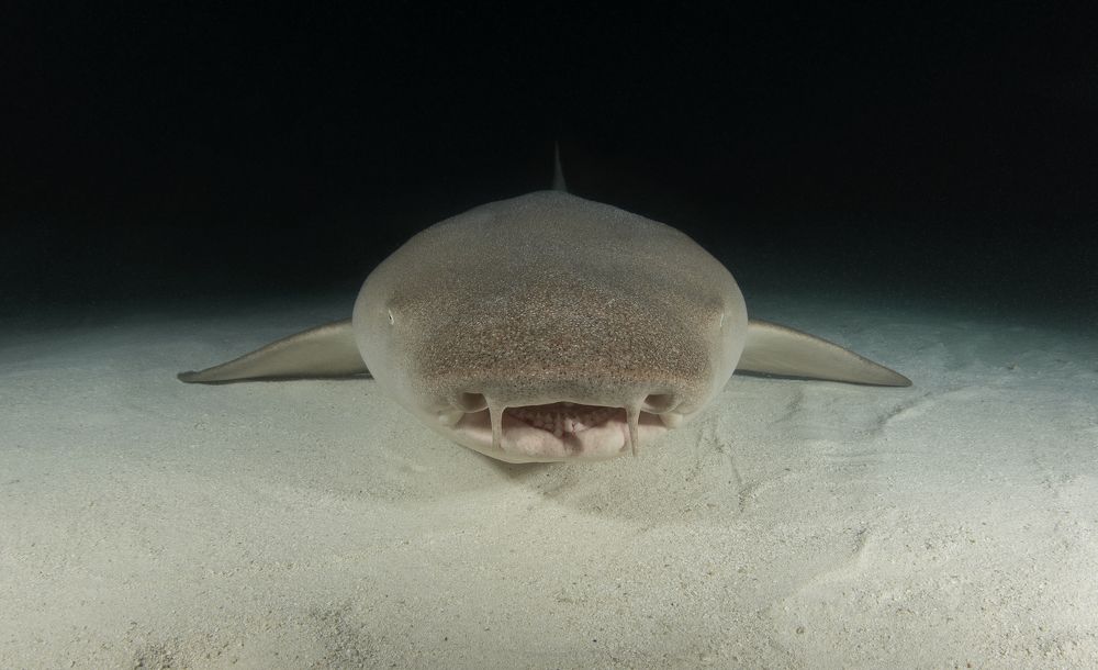 Фотография автора Димитрий Евтушик