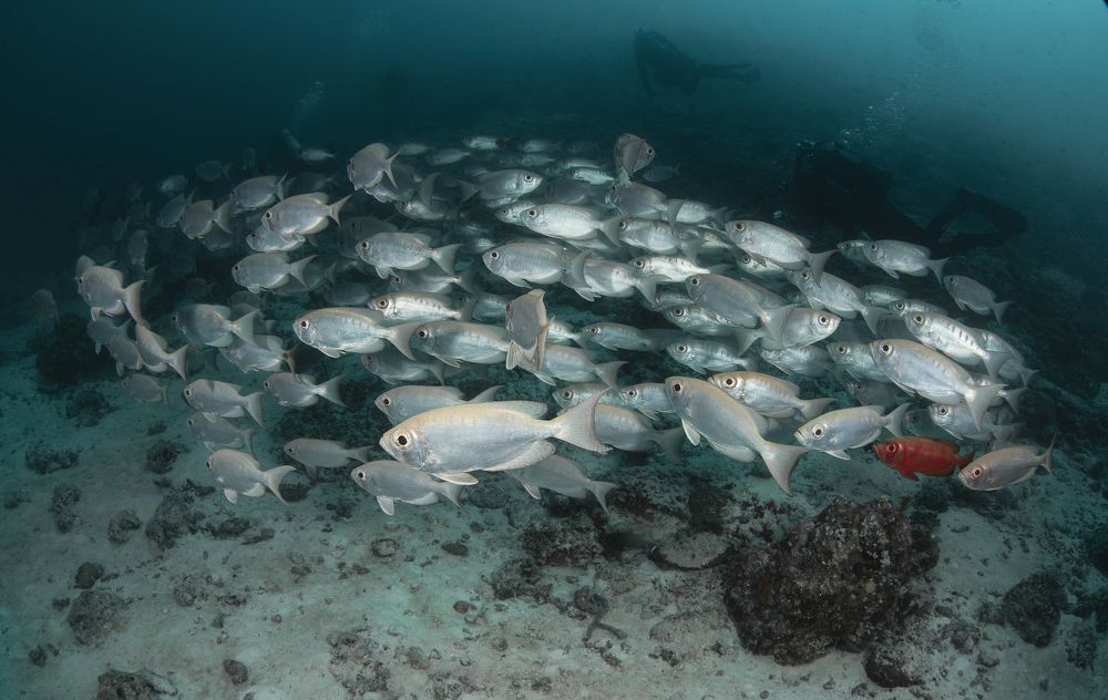 Фотография автора Димитрий Евтушик