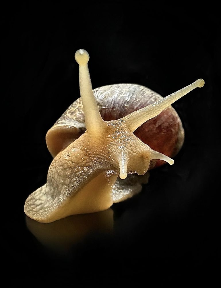 Photograph by Svetlana Rashidova