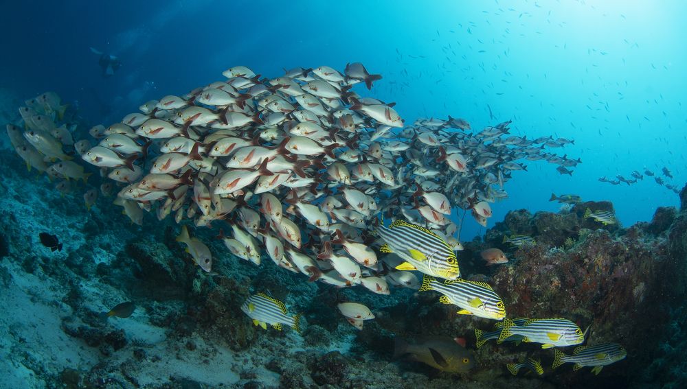 Фотография автора Димитрий Евтушик