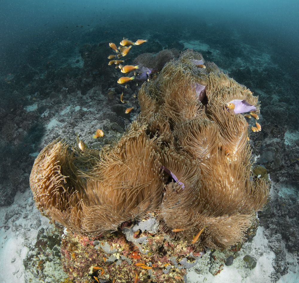 Фотография автора Димитрий Евтушик