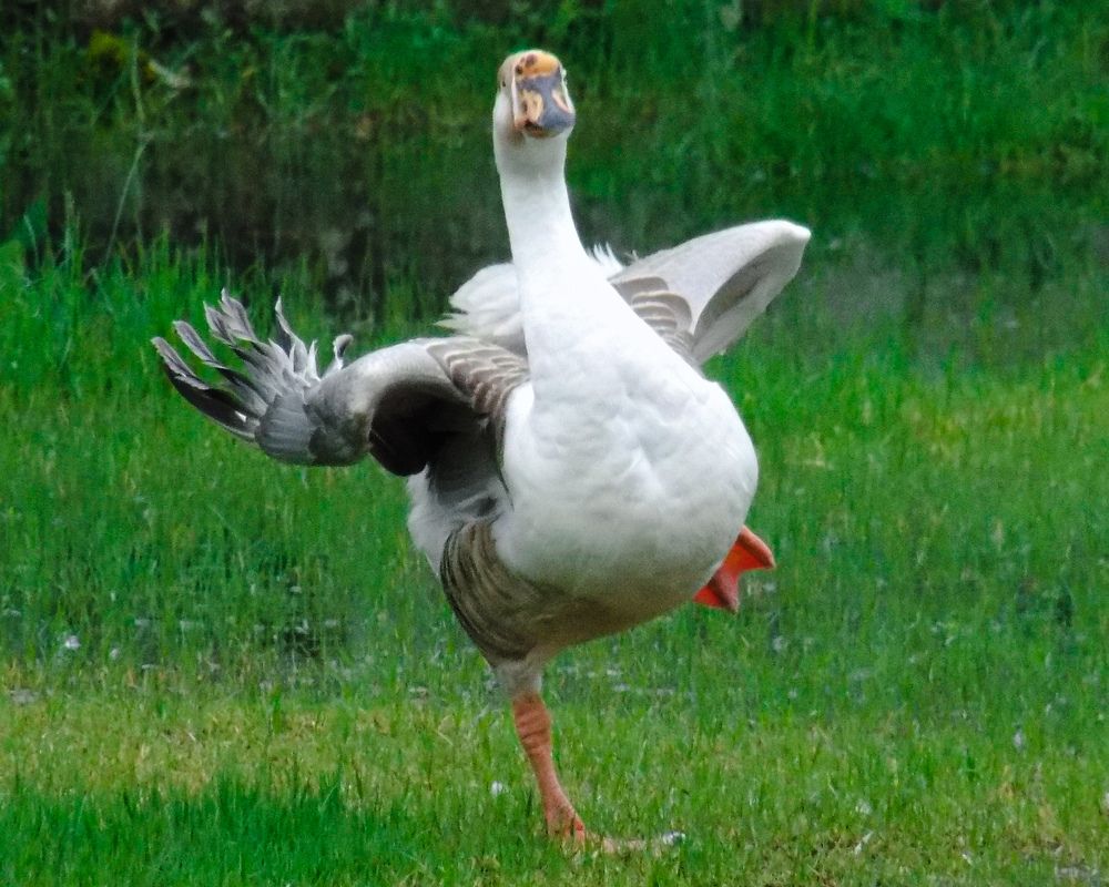 Photograph by Subrota Roy