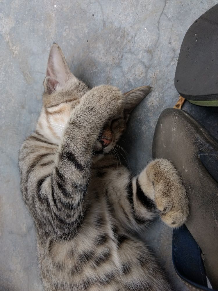 Photograph by Subrota Roy