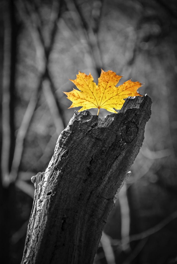 Фотография автора Панасюк Елена