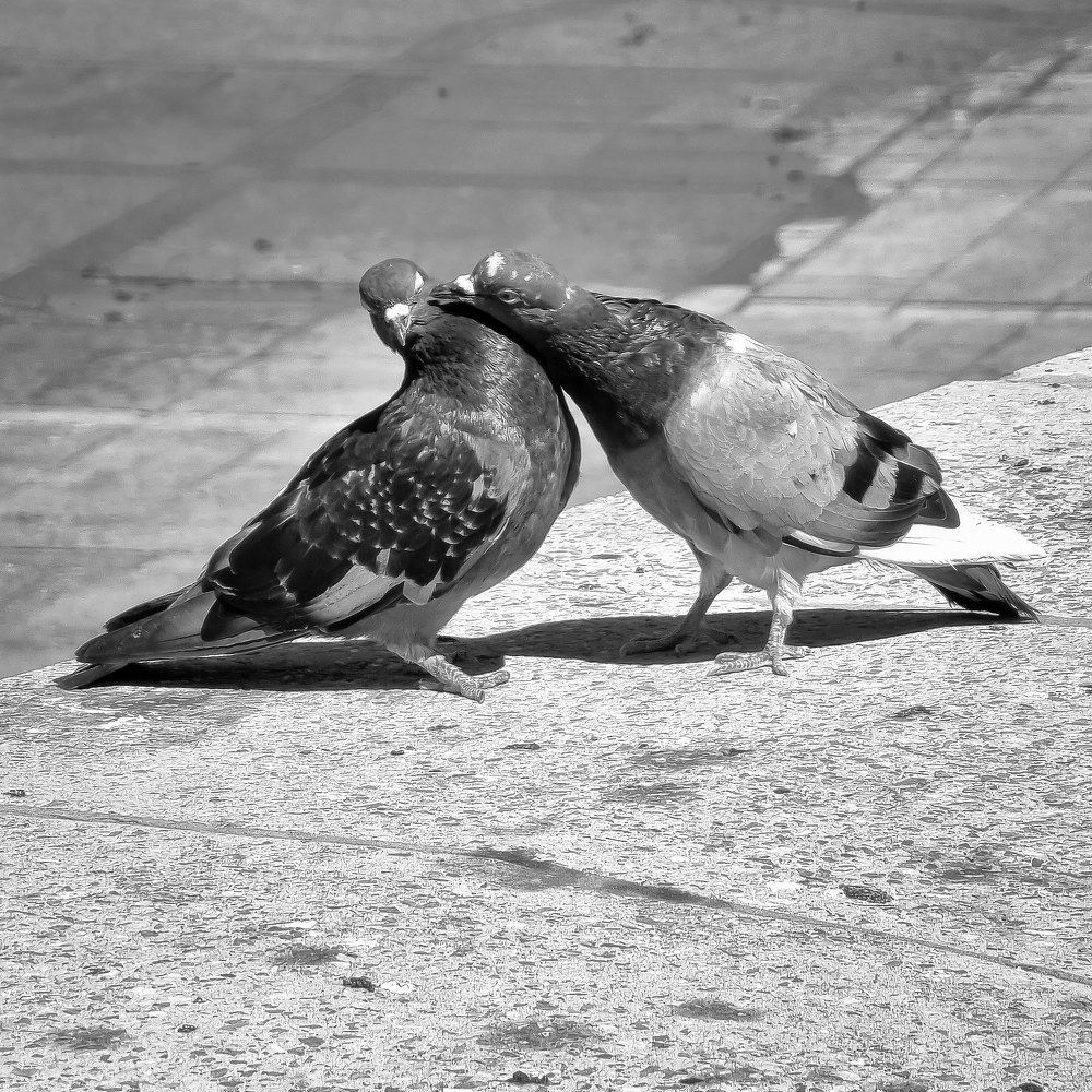 Photograph by George Pavlov