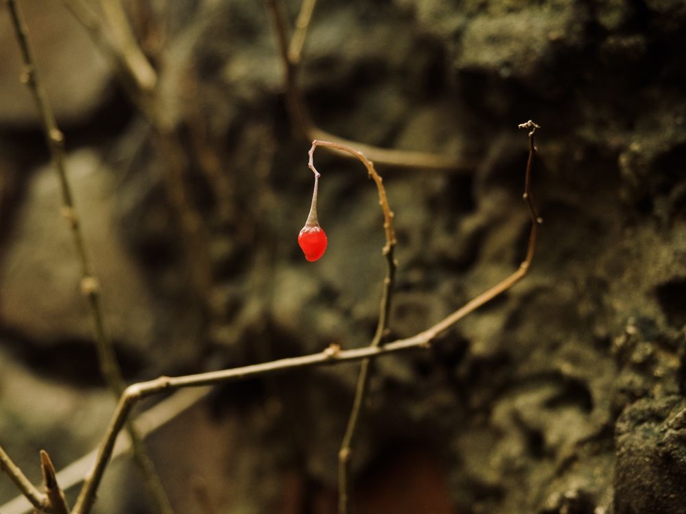 Photograph by Светлана Георкова