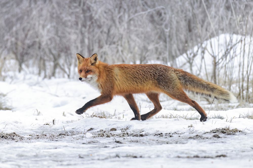 Photograph by Татьяна Шаньшина