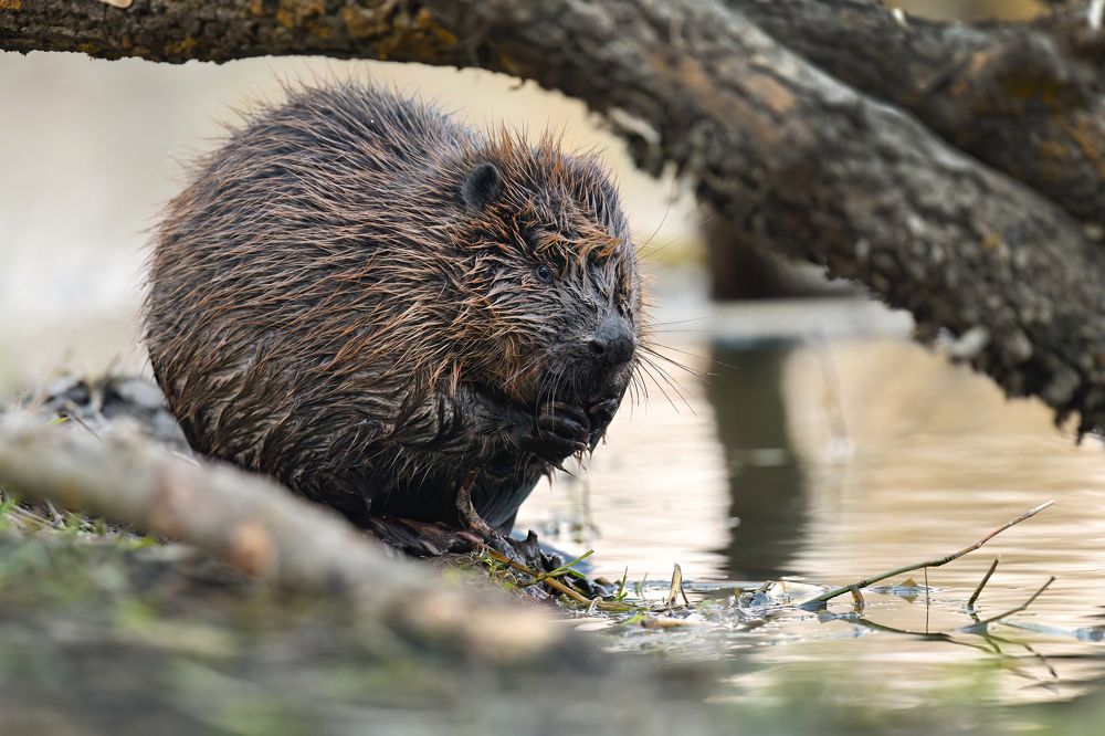 Photograph by Татьяна Шаньшина