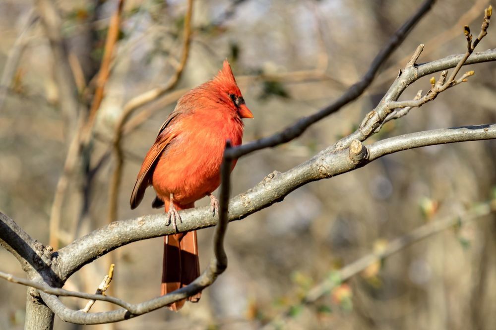 Красный кардинал