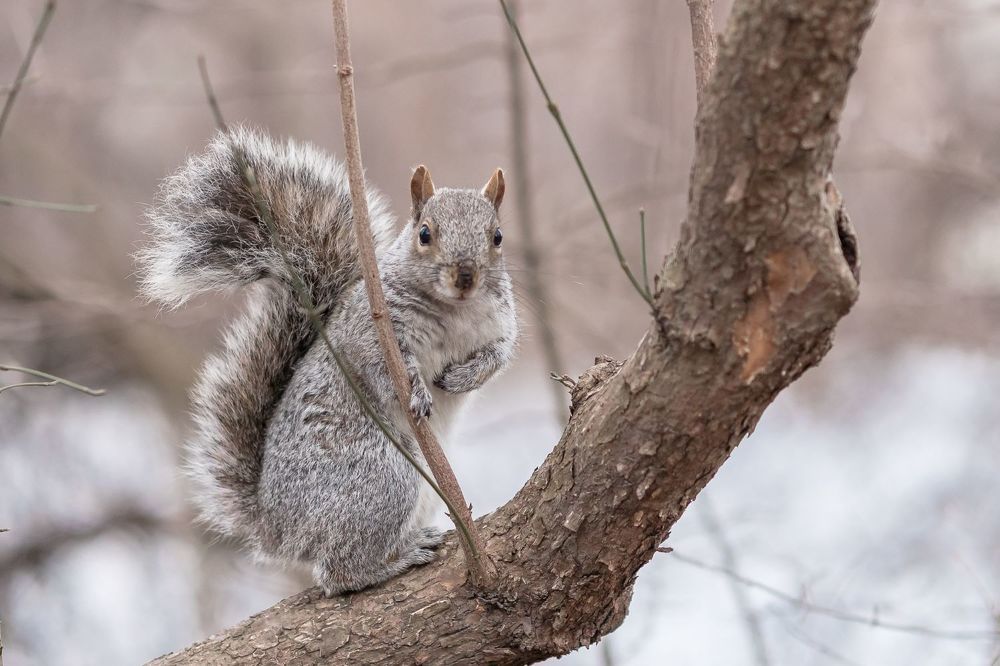 Кто бы орешек подкинул