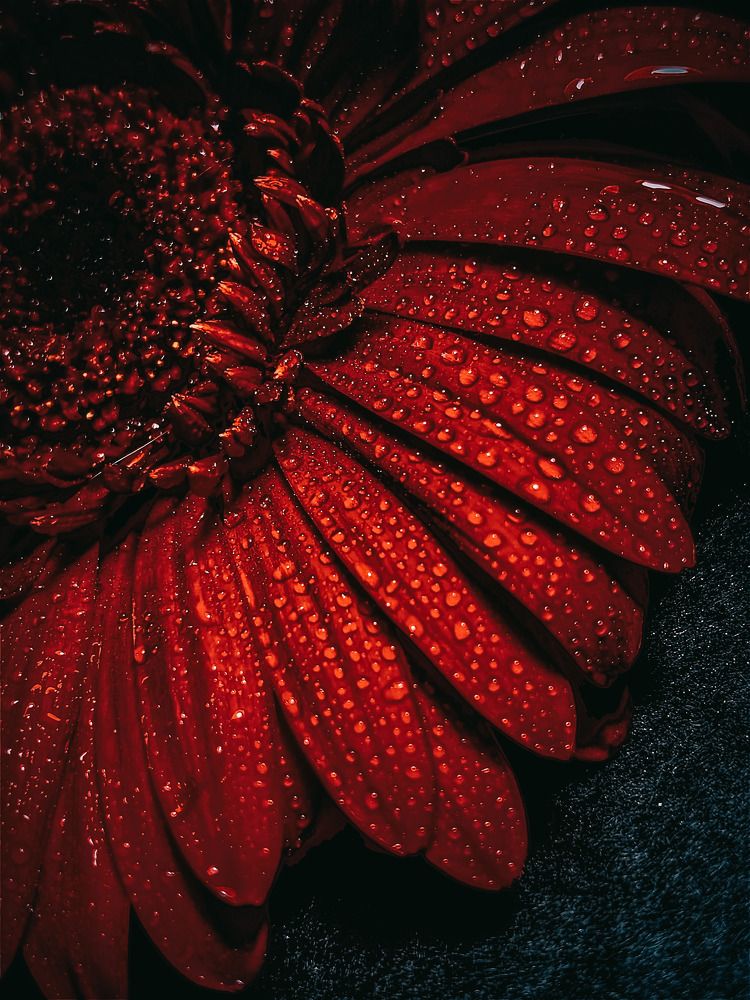 Photograph by Светлана Хаматзянова