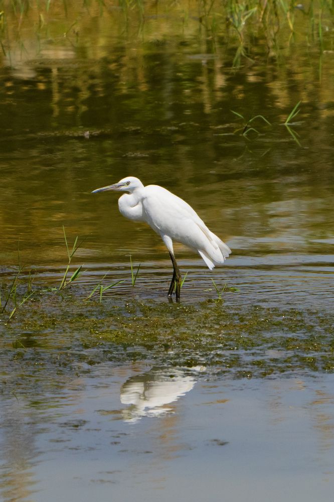 Great egret