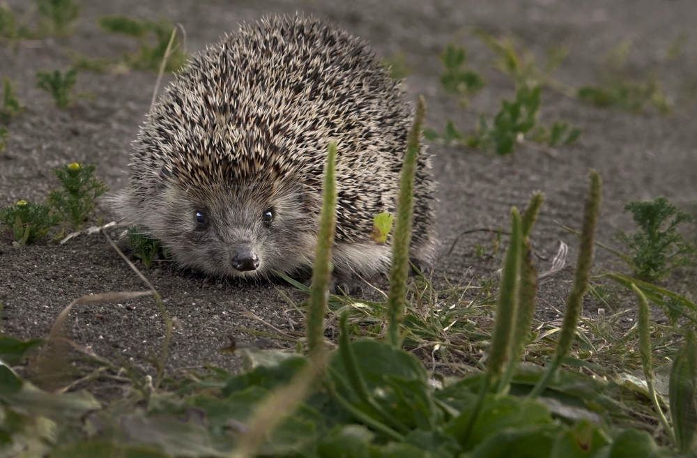 Photograph by Заболотская Ольга