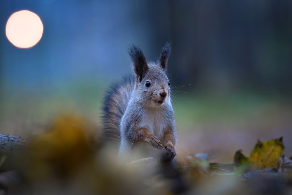 Photograph by Татьяна Шаньшина