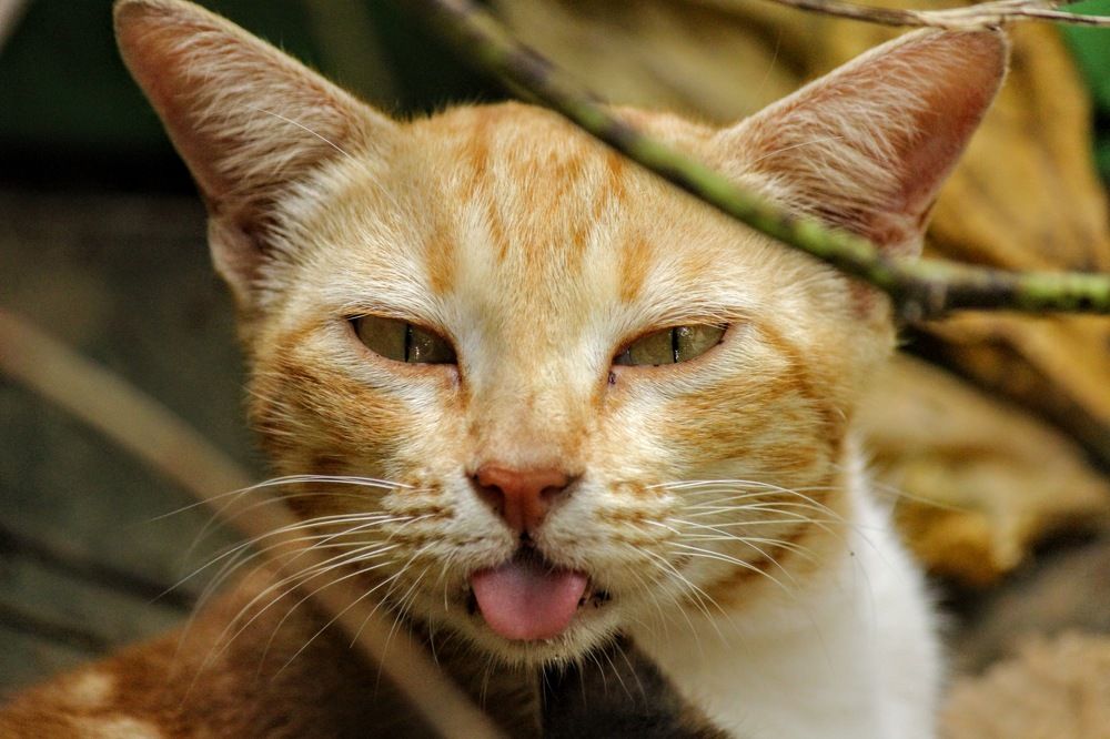 Photograph by anvita trivedi