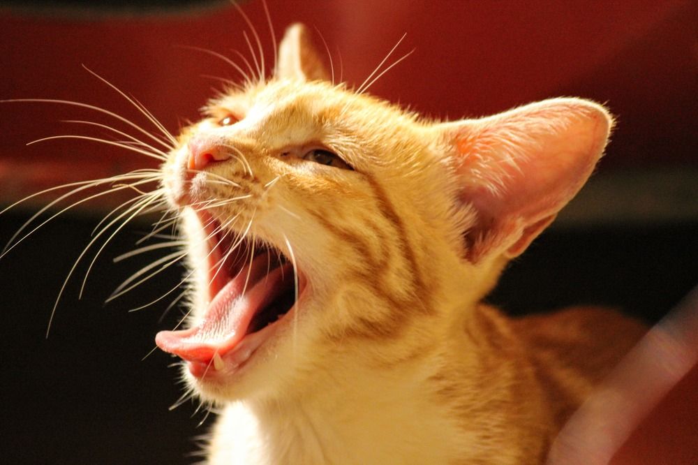 Photograph by anvita trivedi