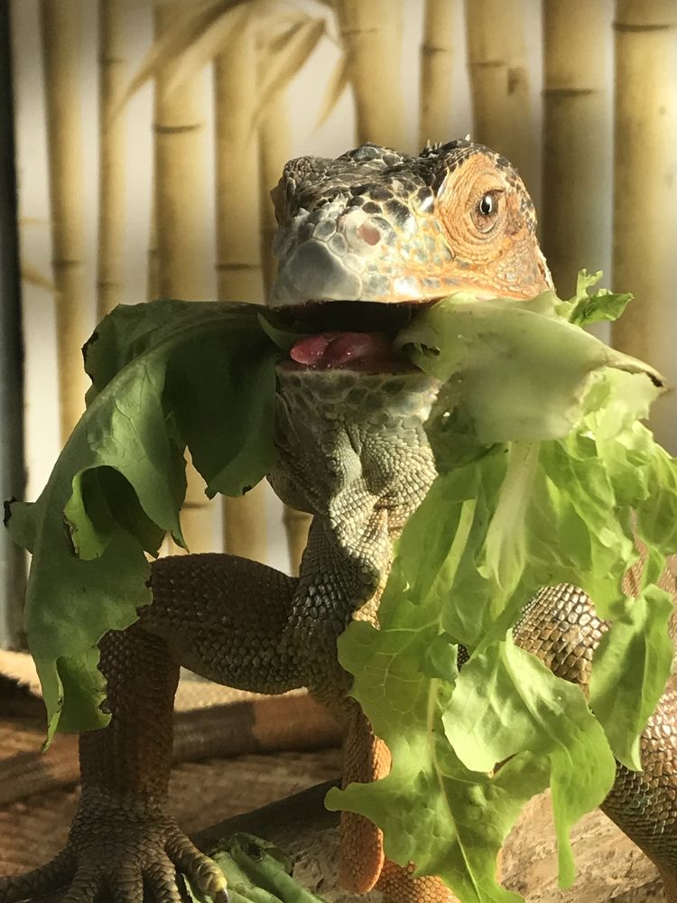 Photograph by Ирина Лашук