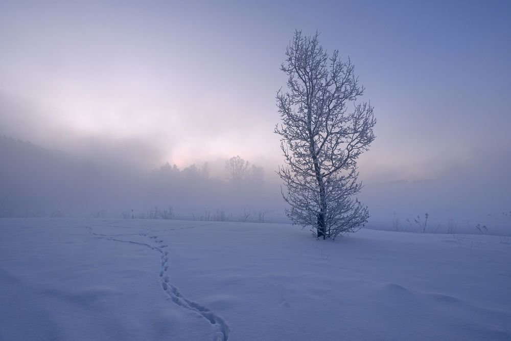 Photograph by Александр Гвоздь