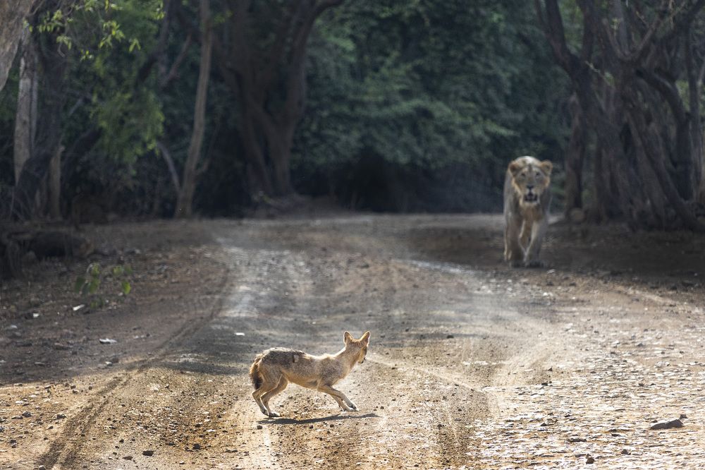 Photograph by Dr. Karim Kadiwar