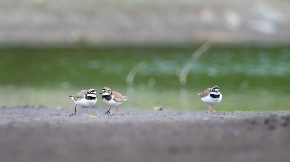 третий - лишний