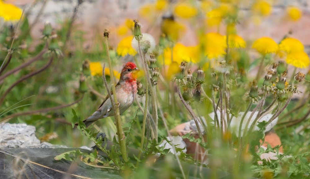 в одуванчиковом лесу