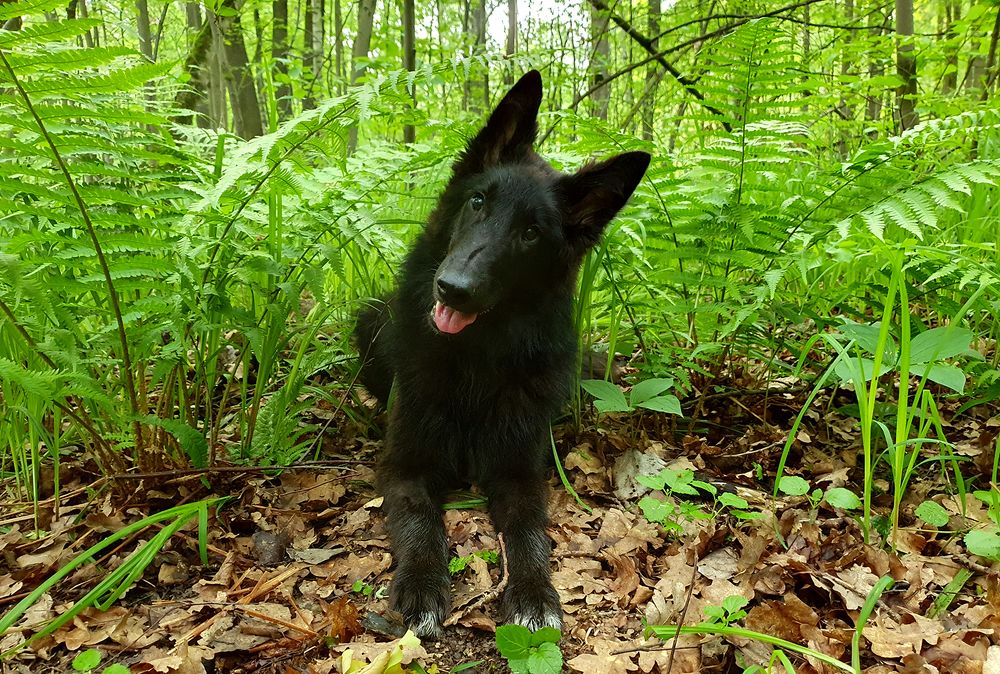 Фотография автора Надежда Лисицына