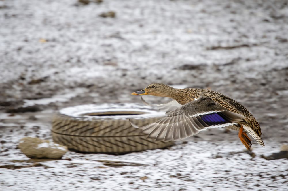 Photograph by Любовь Бусова